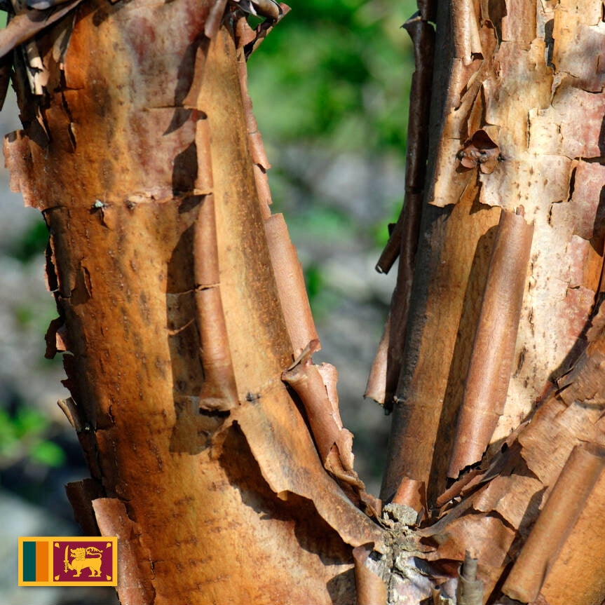 Eterinis Palo Santo aliejus, natūralus sertifikuotas iš Peru 30ml