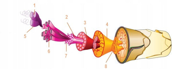 Vyriškas termoaktyvus apatinis trikotažas BRUBECK RANGER WOOL komplektas, šiltas