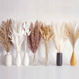 Džiovinta PAMPASŲ žolė dekoratyvinis puokštė vazoje 125 šakelės sausos žolės