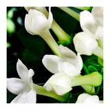 Yodeyma Boreal Kvepalai Moterims Gėlių EDP 100ml