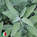 Originalus Palo Santo rinkinys + Baltoji šalavija Natūralūs smilkalai